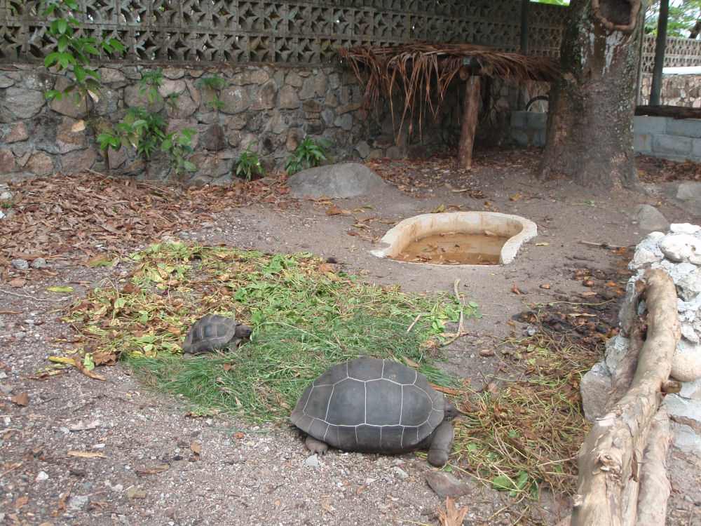 Schildkroeten1-Glacis